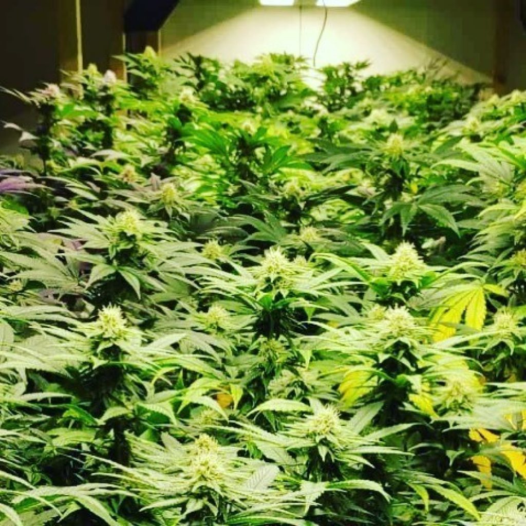cannabis-crops-bright-light