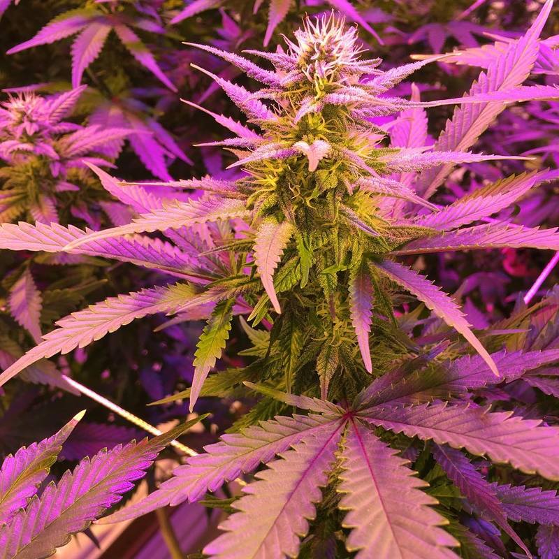 cheese-marijuana-led-plants