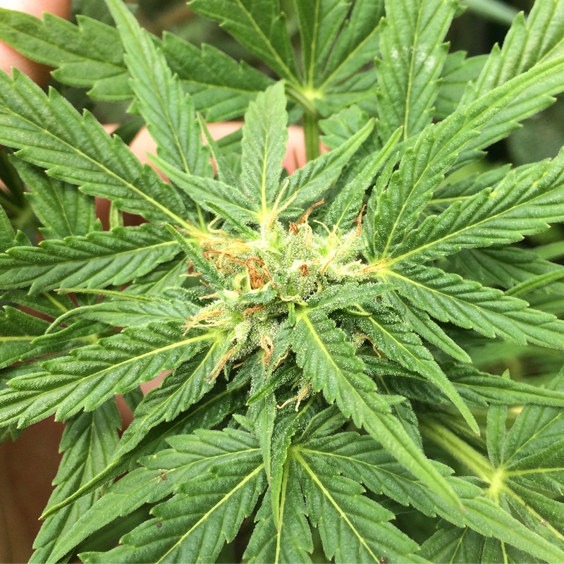 outdoor-grow-operation-cheese-marijuana