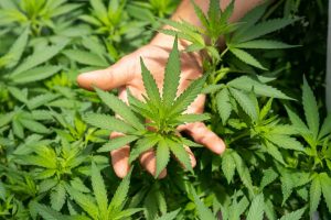 Hand on Cannabis Plant