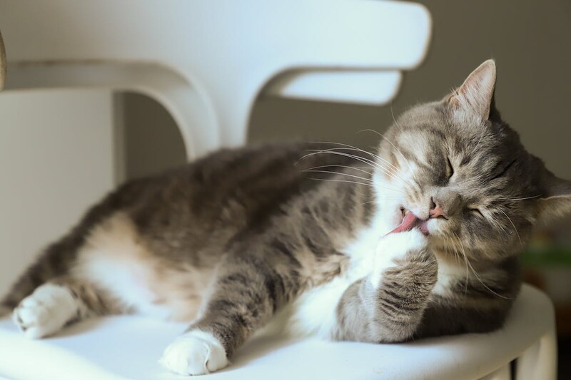 relaxed-grey-cat-licking-paw