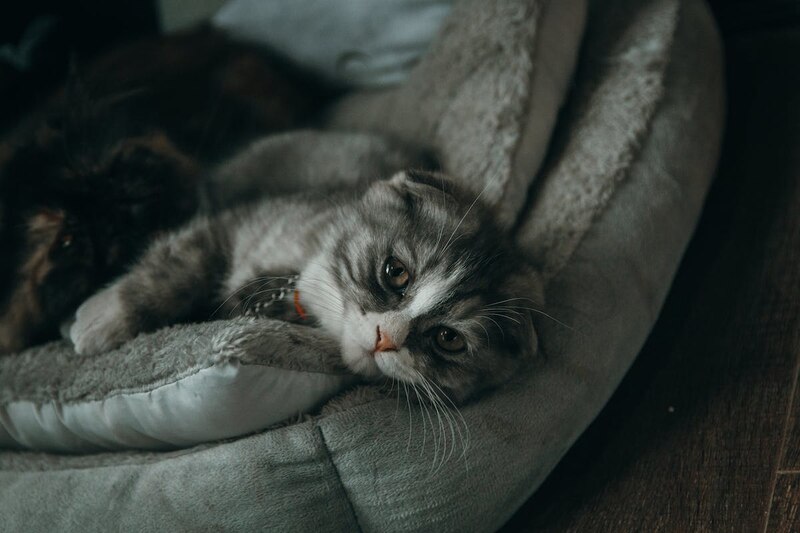 sick-grey-cat
